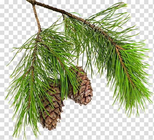 Pine Conifer cone Larch Spruce Branch, pine boughs transparent background PNG clipart