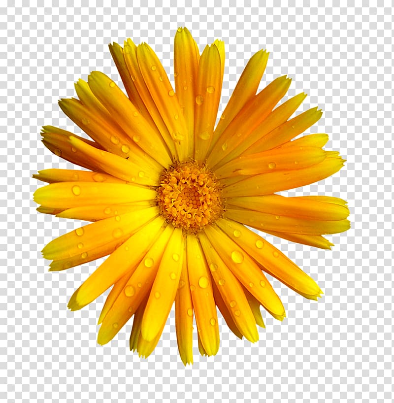yellow petaled flower, Flower English marigold Petal , flower transparent background PNG clipart