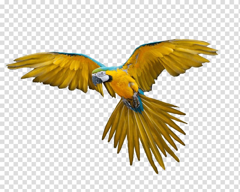 blue-and-yellow parrot, Parrot Bird Macaw, Flying Parrot transparent background PNG clipart