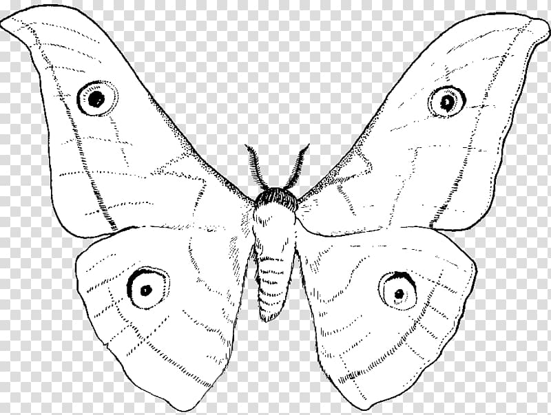 Nymphalidae Moth Line art Butterfly Drawing, flying silk fabric transparent background PNG clipart