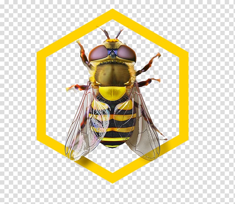 Honey bee Hornet Wasp, Bee pattern transparent background PNG clipart