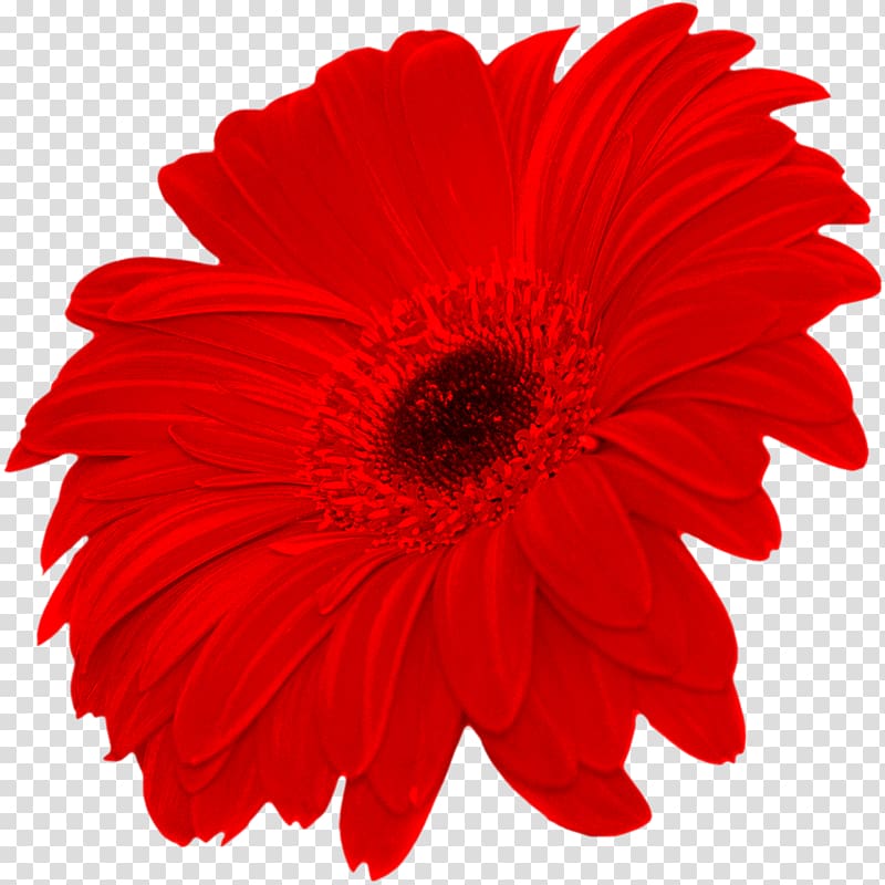 Transvaal daisy Common daisy Flower , flower transparent background PNG clipart