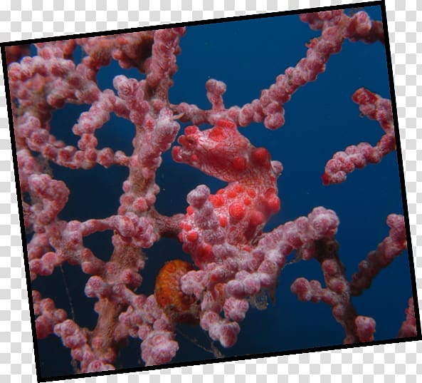 Pygmy seahorse Komodo dragon Tulamben, seahorse transparent background PNG clipart