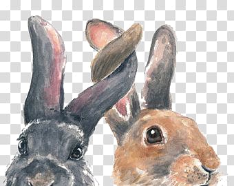 rabbit transparent background PNG clipart