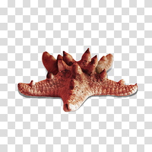 Starfish Sea , Starfish Creative transparent background PNG clipart thumbnail