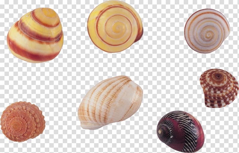 Seashell Sea snail , seashell transparent background PNG clipart