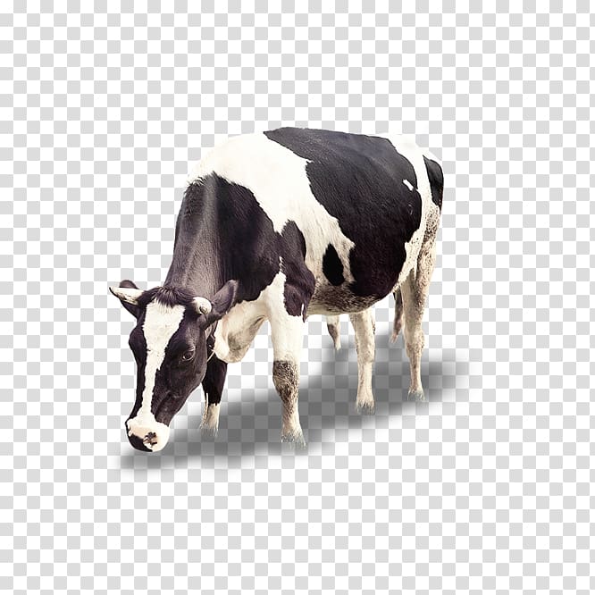 Cattle Calf Icon, Dairy cow transparent background PNG clipart