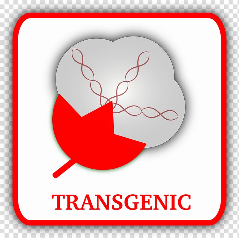 Cotton Transgene Genetically modified organism , COTTON transparent background PNG clipart