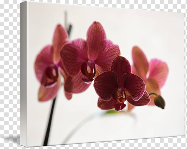 Moth orchids Floral design Dendrobium Cut flowers, burgundy Orchid transparent background PNG clipart