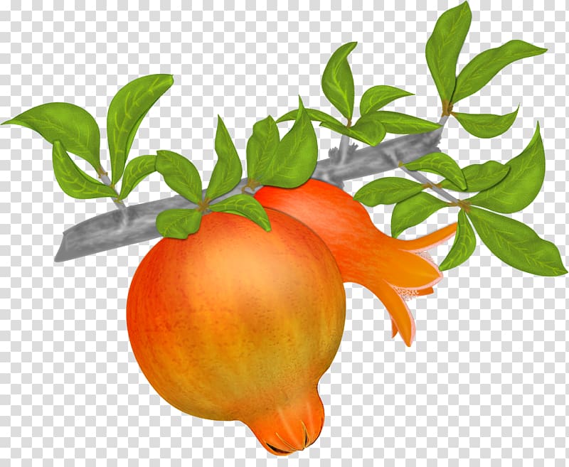 Mandarin orange Pomegranate Tangerine Clementine, pomegranate transparent background PNG clipart