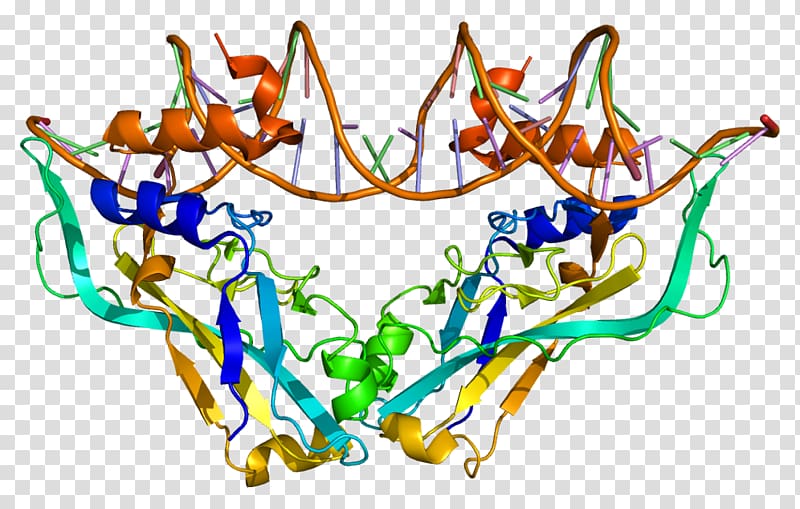 TBX2 TBX3 T-box Protein Transcription factor, muscle tissue transparent background PNG clipart