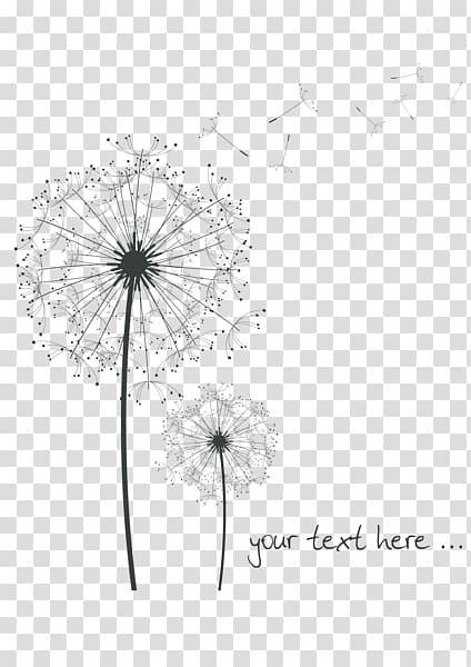 dandelion illustration with text overlay, Dandelion Drawing Watercolor painting, Black Dandelion transparent background PNG clipart