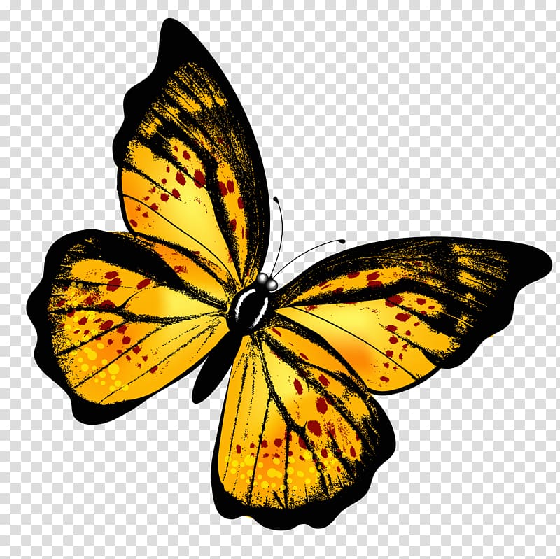 Butterfly , Yellow Butterfly , yellow and black butterfly illustration transparent background PNG clipart