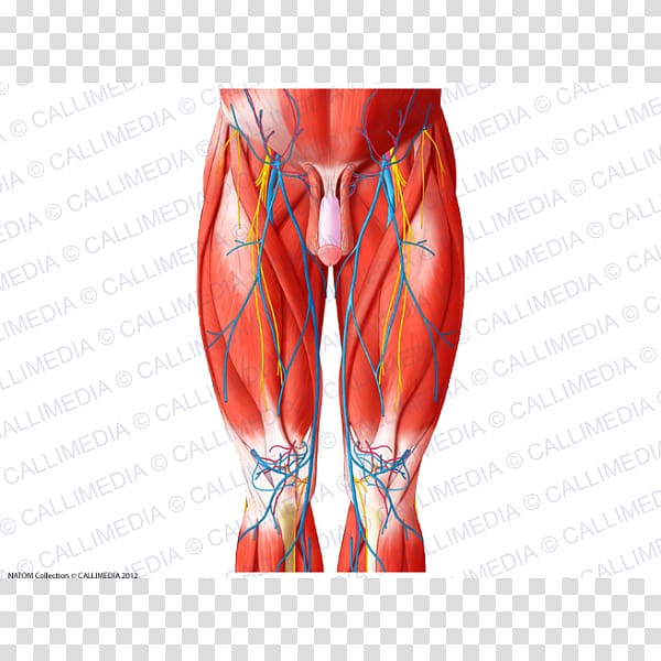 Hip Knee Thigh Nerve Muscle, Adductor Muscles Of The Hip transparent background PNG clipart