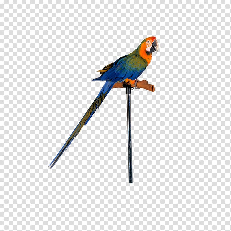 Lovebird True parrot Macaw, parrot transparent background PNG clipart