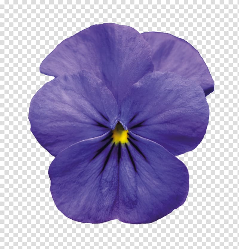 Pansy Violet Purple Blue , violet transparent background PNG clipart