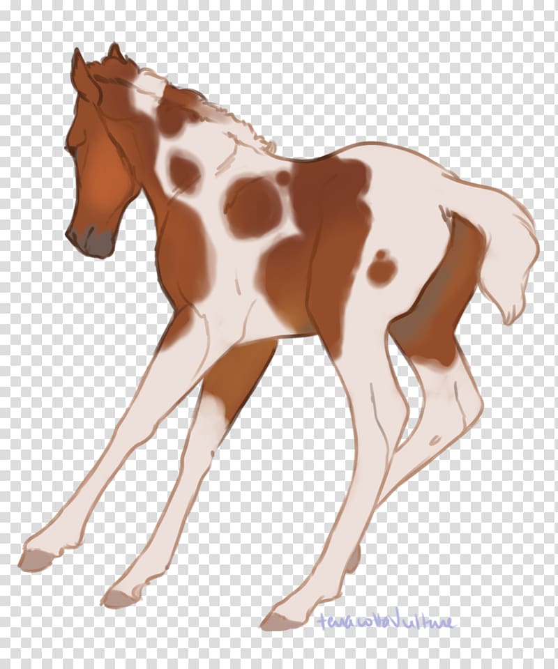 Mustang Foal Colt Stallion Mare, mustang transparent background PNG clipart