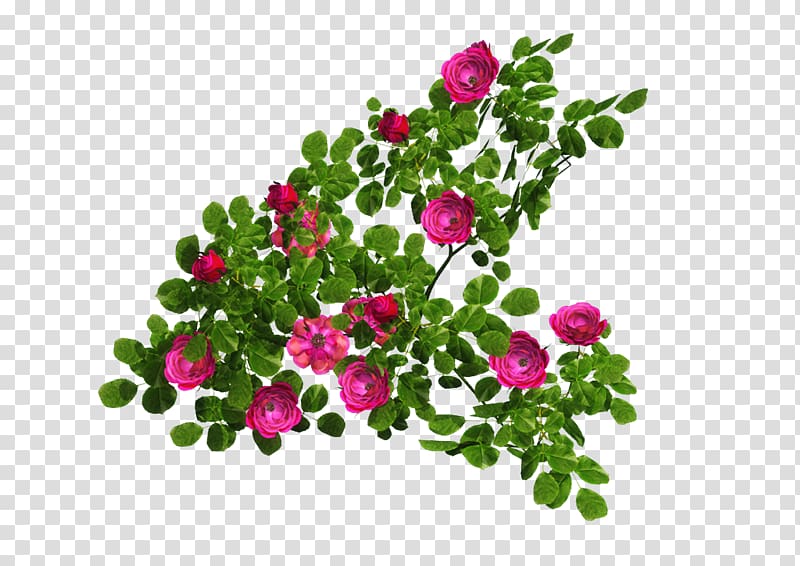 Rosa multiflora Shrub Vine Flower , flower transparent background PNG clipart