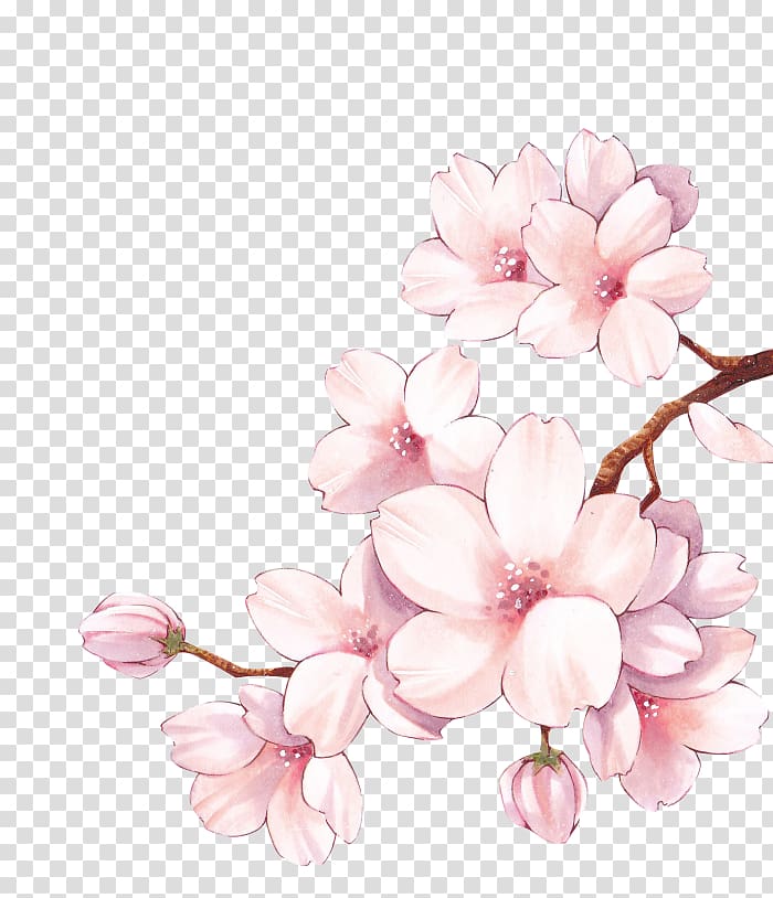 Paper Cherry blossom Watercolor painting Flower, cherry blossom transparent background PNG clipart