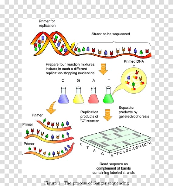 Human Genome Project DNA sequencing Sanger sequencing, others transparent background PNG clipart