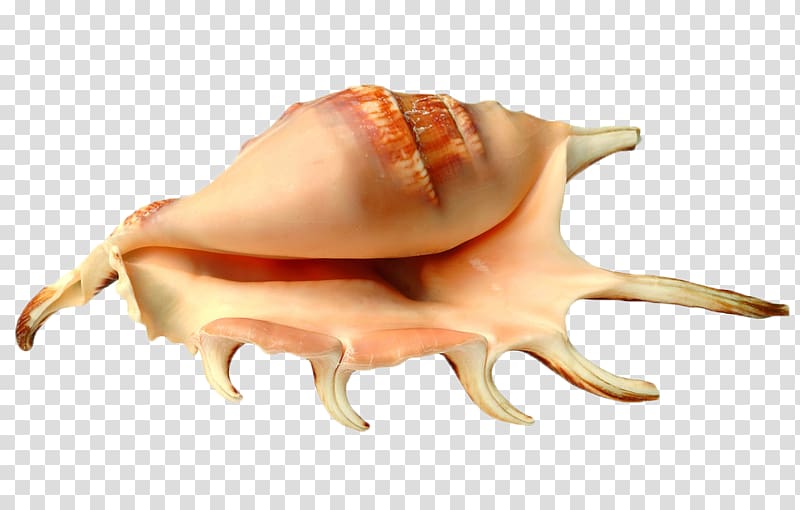 brown conch shell, Sea snail Seashell Conch Hermit crab, Conch shell transparent background PNG clipart