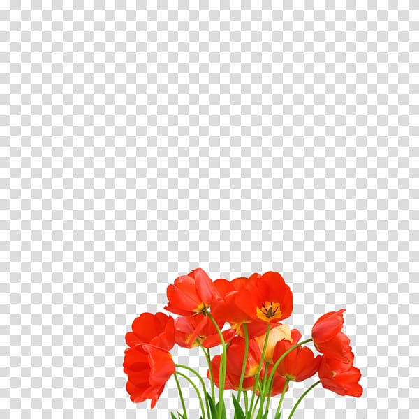 Flower, flower transparent background PNG clipart