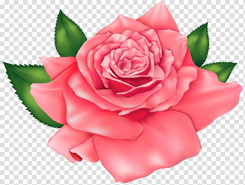 pink rose illustration, Rose Pink , Pink Beautiful Rose transparent background PNG clipart