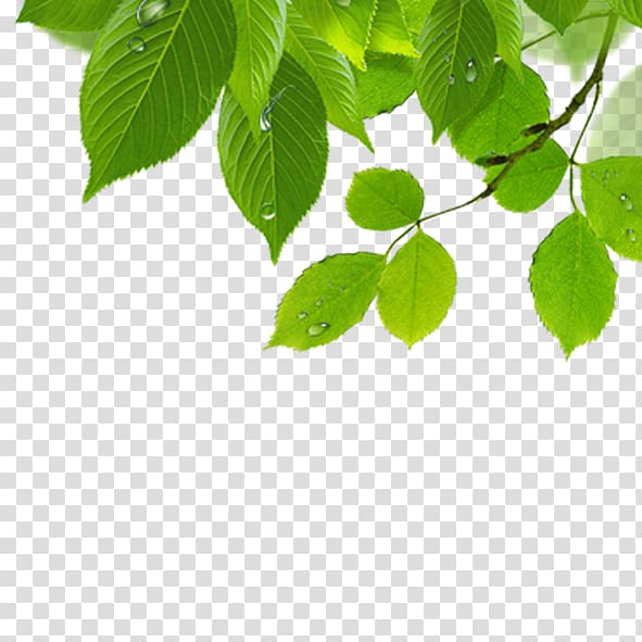 Leaf , Green leaves transparent background PNG clipart