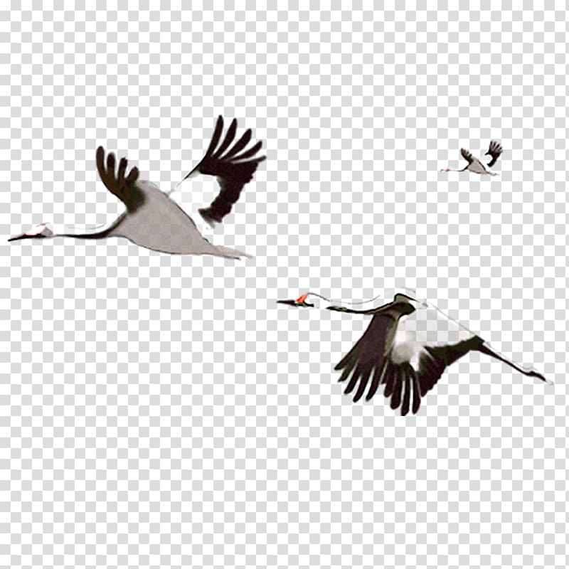 Crane Flight Water bird, Crane Fly transparent background PNG clipart