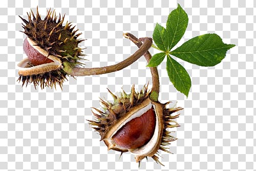 European horse-chestnut Conkers, others transparent background PNG clipart