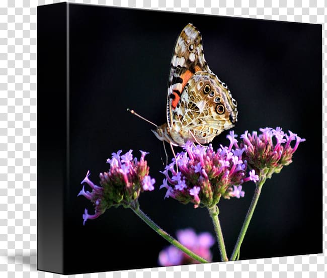 Brush-footed butterflies Pieridae Butterfly Nectar Вербена М, билкова аптека, butterfly transparent background PNG clipart