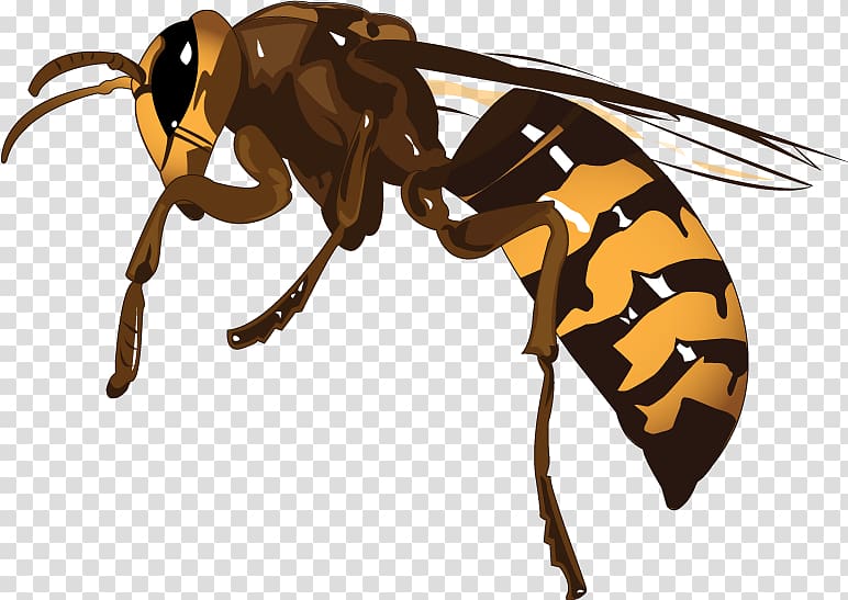 Hornet Honey bee Wasp K2, bee transparent background PNG clipart