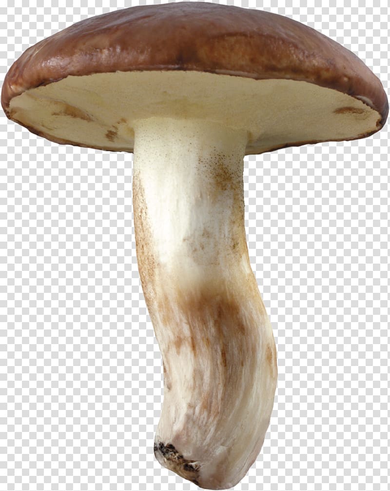 Suillus luteus Pleurotus eryngii Boletus edulis Agaricus campestris Mushroom, mushrooms transparent background PNG clipart