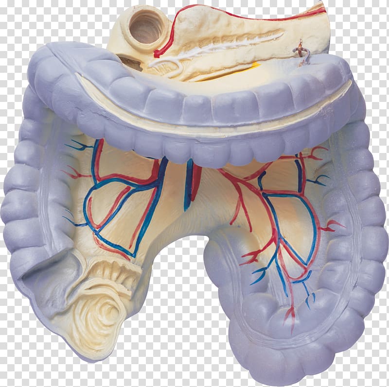 Organ Large intestine Small intestine Human anatomy, others transparent background PNG clipart