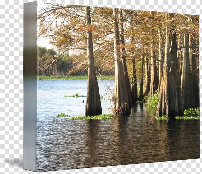 Bayou Swamp St. Johns River Gallery wrap Wood, wood transparent background PNG clipart