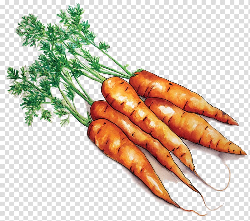Farmto School Project Ma Local food Carrot Farm to School, Carrots transparent background PNG clipart