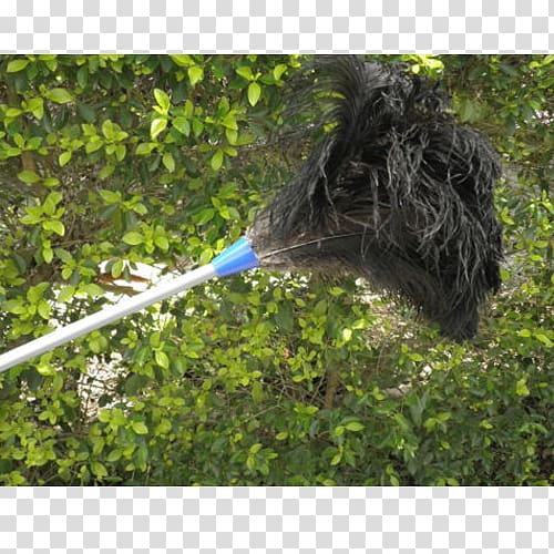 Feather duster Common ostrich Cleaning Lambswool, feather duster transparent background PNG clipart