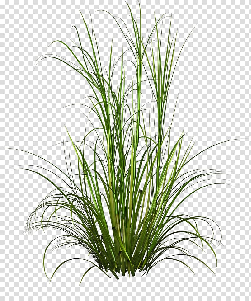 animated green grass, Purple Fountain Grass Pennisetum alopecuroides Plant, Underbrush transparent background PNG clipart