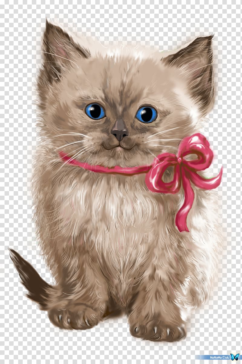Persian cat Asian Semi-longhair Ragamuffin cat Whiskers Minuet cat, kitten transparent background PNG clipart