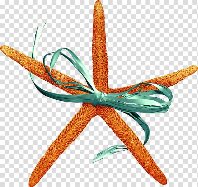 Starfish Sea Animal Scrapbooking , Ue transparent background PNG clipart
