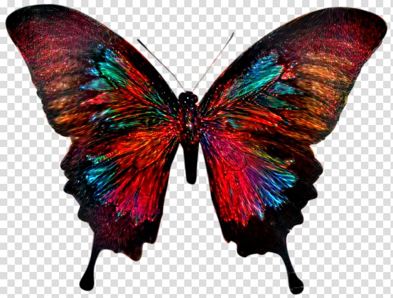 Swallowtail butterfly Papilio ulysses Papilio blumei Papilio palinurus, butterfly transparent background PNG clipart