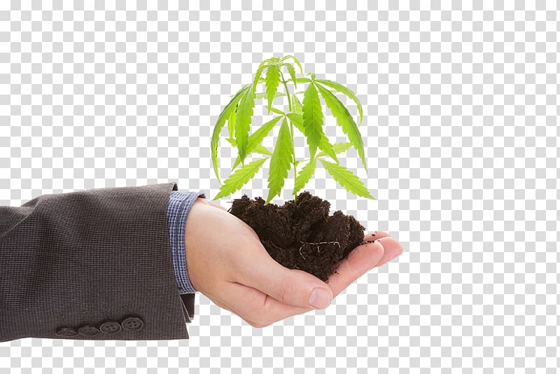 Hemp Medical cannabis , Holding cannabis plants transparent background PNG clipart