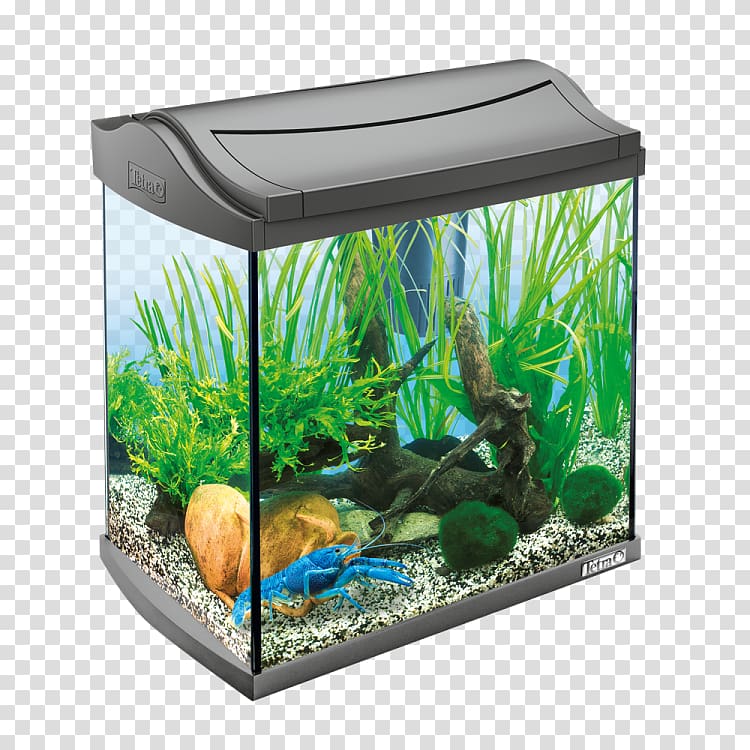 Siamese fighting fish Aquariums Tetra Goldfish, others transparent background PNG clipart