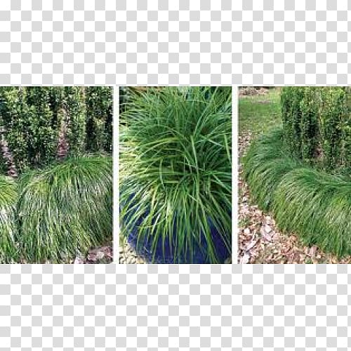 Lily turf Plant Dianella caerulea Shrub Liriope spicata, plant transparent background PNG clipart