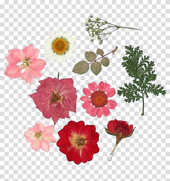 assorted-color flowers illustration, Pressed flower craft Collage Flower bouquet Greeting & Note Cards, dried flowers transparent background PNG clipart