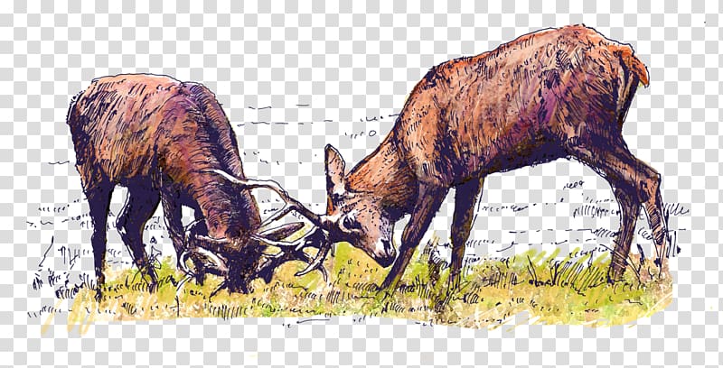 Elk Bison bonasus Red deer Antelope, deer transparent background PNG clipart