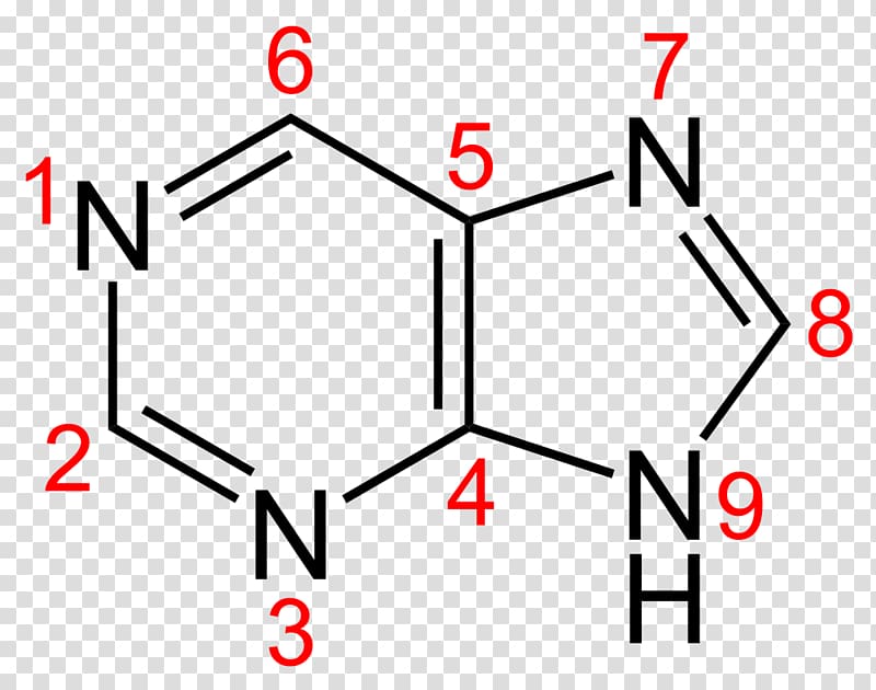 Purine Pyrimidine Adenine Nucleotide Alkaloid, others transparent background PNG clipart
