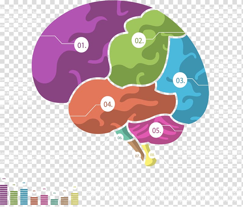Cerebrum Chart , Brain color classification chart transparent background PNG clipart