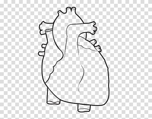 Coloring book Anatomy Heart Human body, human body points transparent background PNG clipart