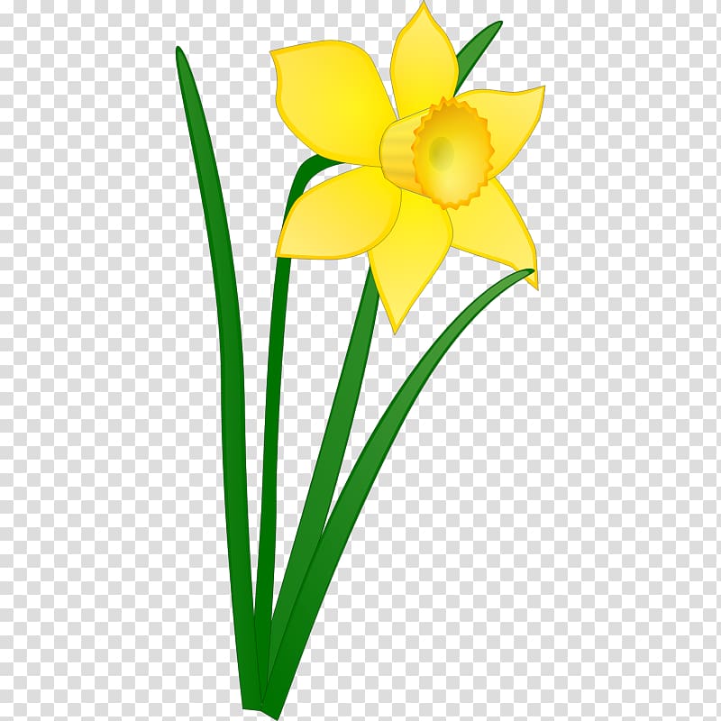Daffodil , Daffodils transparent background PNG clipart | HiClipart